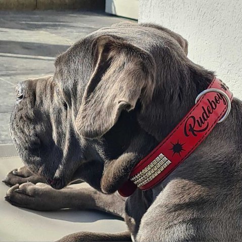 Quelle est la différence entre les colliers pour chiens à poil court et à poil long ?
