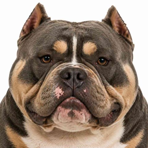 Exotic Bully