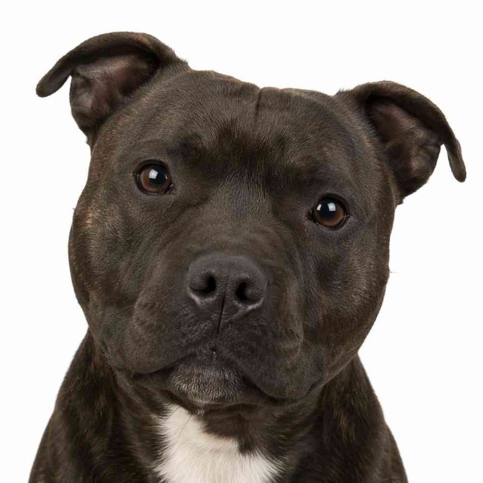 Staffordshire Bull Terrier