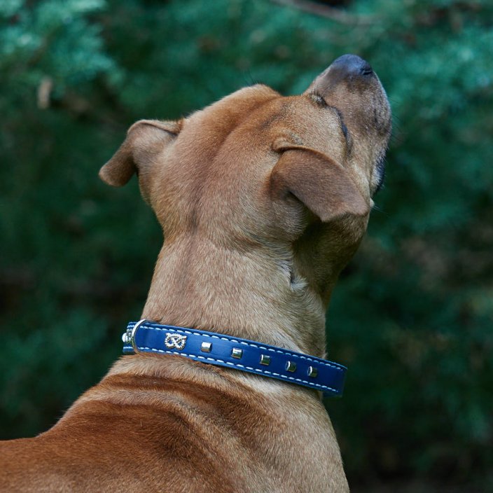 Zick Zack leather collar for Staffies