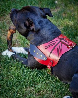 How to Choose a Leather Dog Harness: Britannia, My Hero or Gladiator?