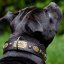 Renegade Classic Collar