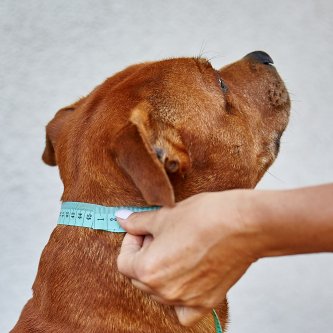 HOW DO I MEASURE A DOG TO CHOOSE THE CORRECT COLLAR SIZE?