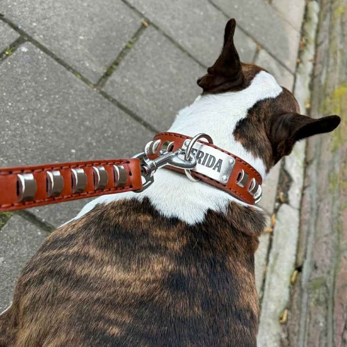 Goliash Lead and Bull Terrier Goliash Lead and Bull Terrier
