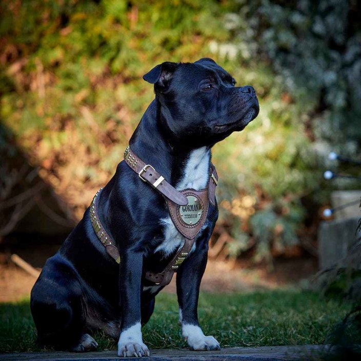 Postroj Staffordshire Bull Terrier Gladiator