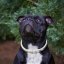 Kaytech  Hot Shot Collar