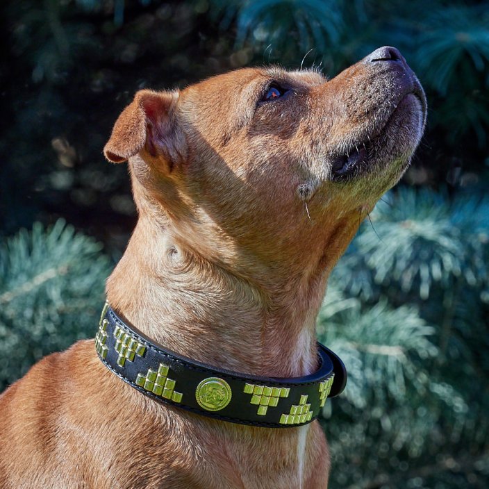 Pel Mel Classic Collar