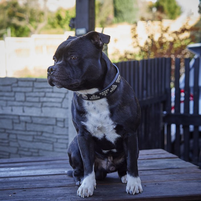 Pel Mel Classic Collar