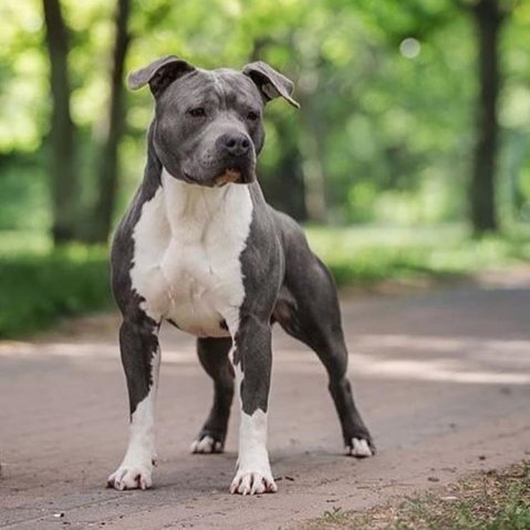 Bull Dog Breeds – Complete Guide to Bull-Type Dogs