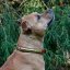 Basco Classic Collar