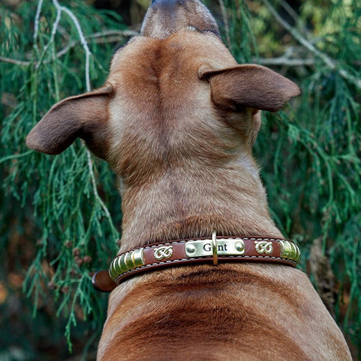 Basco Classic Collar