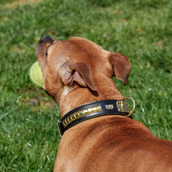 Basco Classic Collar