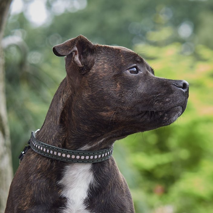 Swarovski Half Check Collar Swarovski Half Check Collar