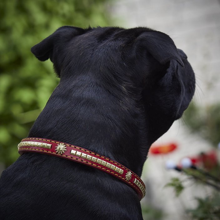 All Stars Half Check Collars