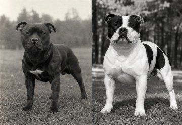 Staffordshire Bull Terrier 1990 vs 2026: Jak se změnilo jedno z nejoblíbenějších bull plemen? Staffordshire Bull Terrier 1990 vs 2026: Jak se změnilo jedno z nejoblíbenějších bull plemen?