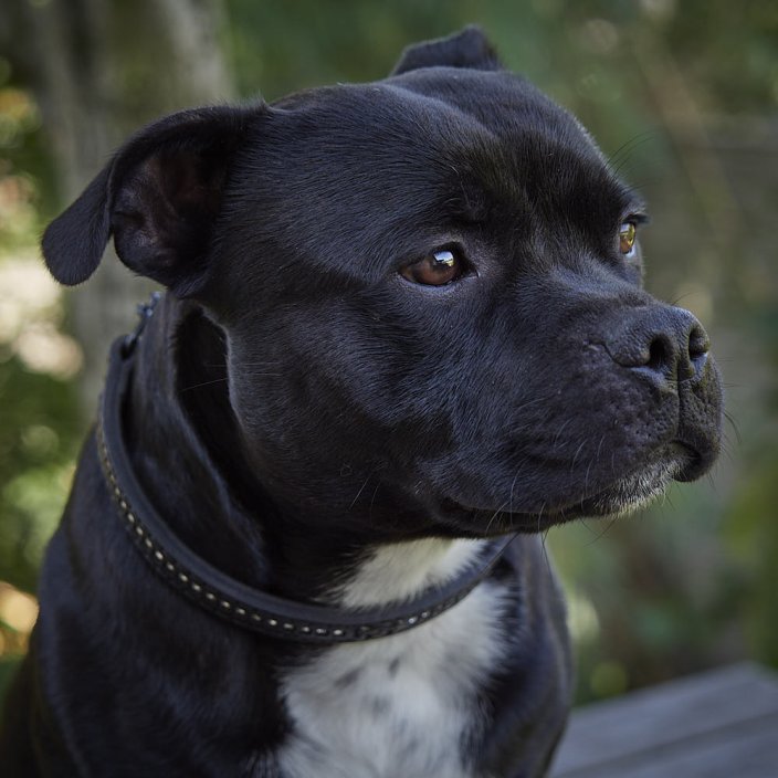 Dazzle Stone Half Check Collar Dazzle Stone Half Check Collar