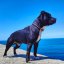 Hot Shot Classic Collar Hot Shot Classic Collar