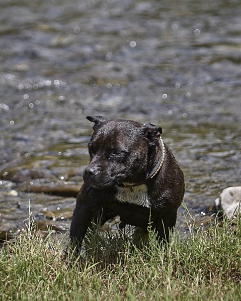 Psi a horko: Co by měl vědět každý pejskař v létě?