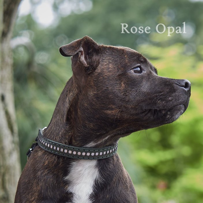 Swarovski Half Check Collar