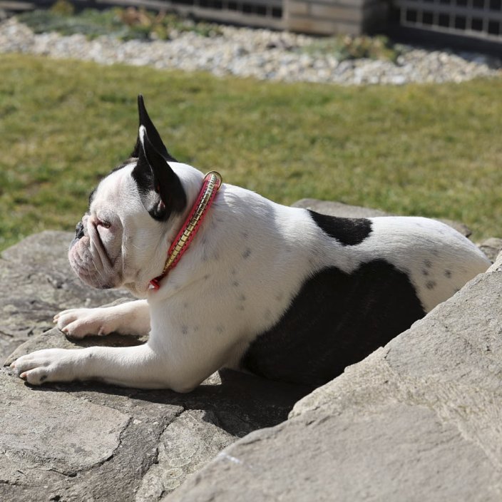 Kaytech Django Collar