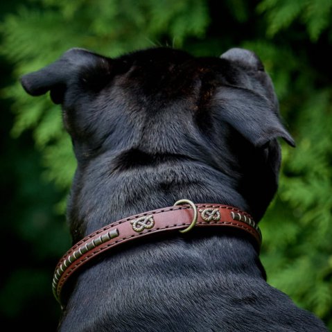 Collier classique Hot Shot