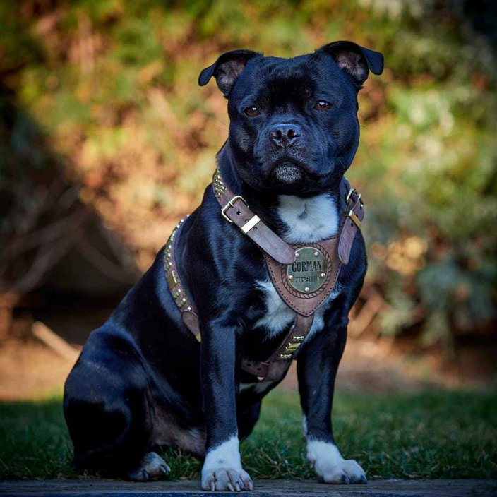 Postroj Staffordshire Bull Terrier Gladiator