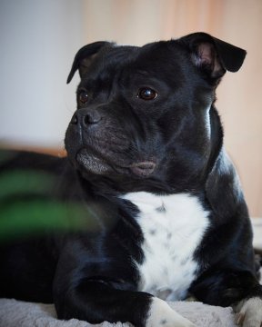 Le chien comme personnalité, pas comme accessoire