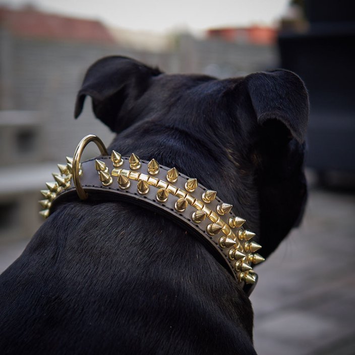 Classic Punker Collar