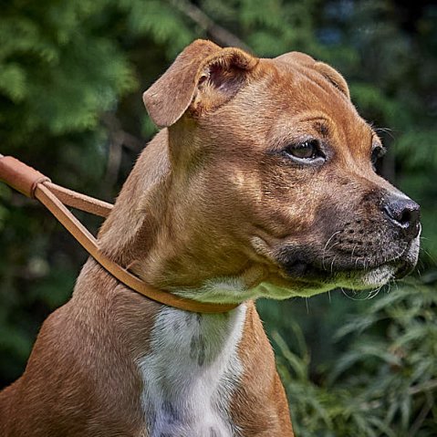 How Wide Should a Dog Collar Be? The Right Width for Every Dog