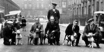 THE FIRST STAFFIE BREEDERS' CLUB AND OFFICIAL RECOGNITION 80 YEARS AGO THE FIRST STAFFIE BREEDERS' CLUB AND OFFICIAL RECOGNITION 80 YEARS AGO