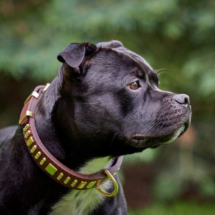 Brotherhood Classic Collar Brotherhood Classic Collar