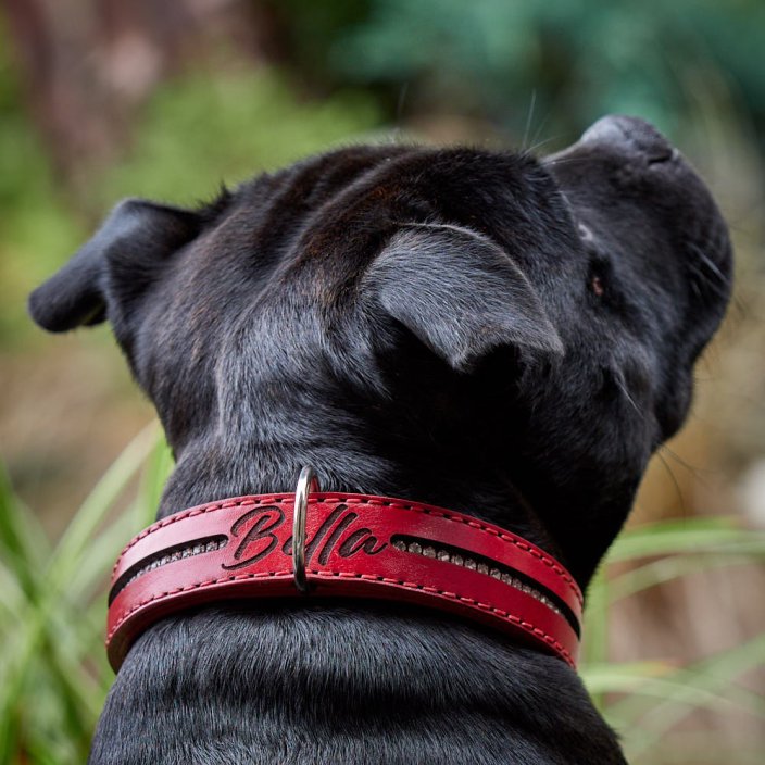 Classic Shine Paw Collar