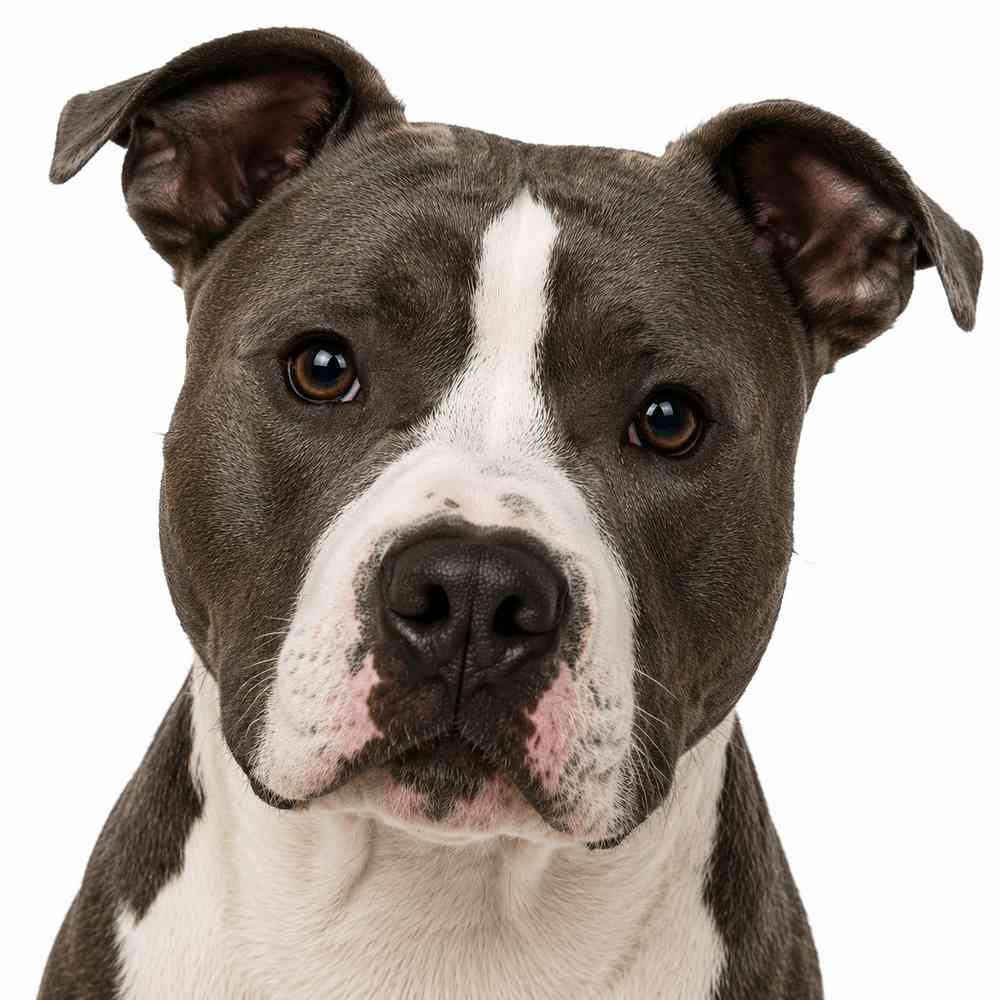 American Staffordshire Terrier