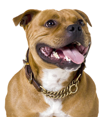 Staffy collars store pets at home