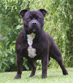 Staffordshire Bull Terrier