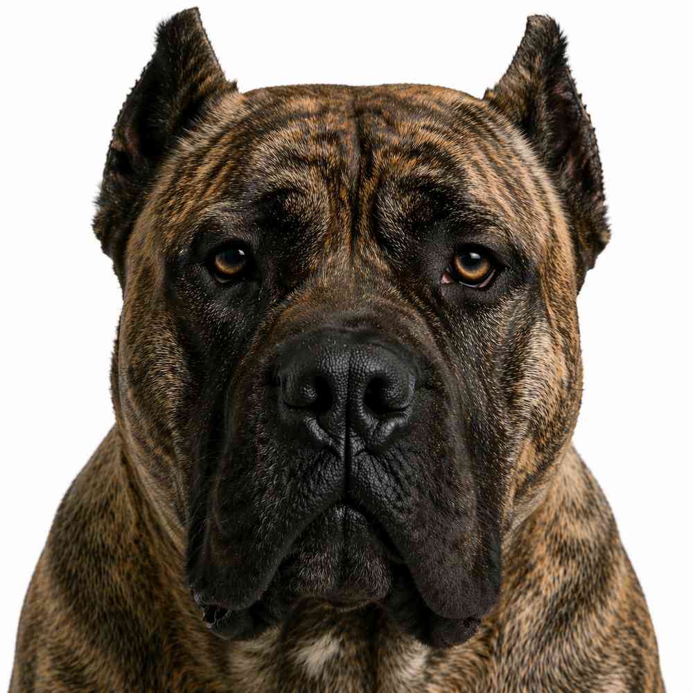 Presa Canario