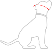 HOW TO MEASURE A DOG FOR SELECTING THE RIGHT SIZE OF HALF CHECK COLLARS?