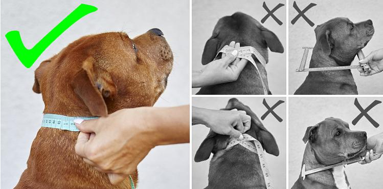 COMMENT PRENDRE LES MESURES DU CHIEN POUR CHOISIR LA BONNE TAILLE DU COLLIER?