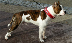 American Staffordshire Terrier