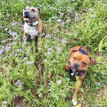 Gassík & Meddynka
