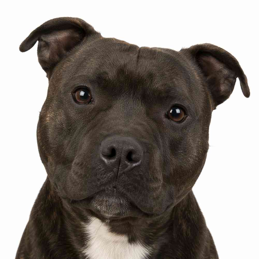 Staffordshire Bull Terrier